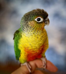 Hand Reared Greencheek Conure