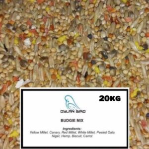Dylan Bird Budgie Mix