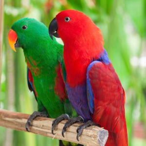 Hand Reared Eclectus Parrot (PLEASE CONTACT FOR PRICE)