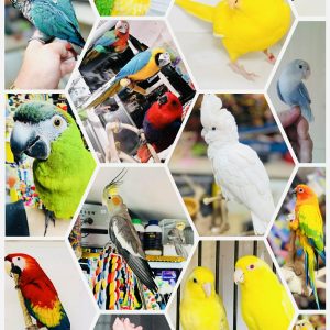 BIRDS FOR SALE