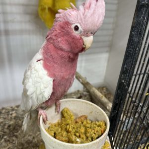 Hand Reared Lutino Galah Cockatoo ( DNA'd Cock )