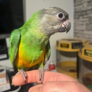 Hand Reared Senegal Parrot