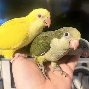 Hand Reared Quaker/Monk's Parakeet