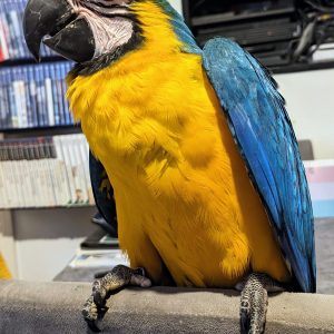 Hand Reared Blue & Gold Macaw
