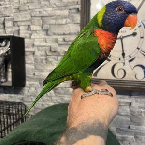 Hand Reared Rainbow Lorikeet