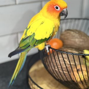 Hand Reared Sun Conure