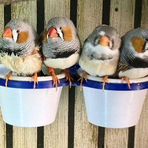 Aviary Pairs Zebra Finches