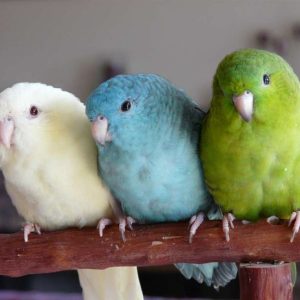 Lineolated Parakeets