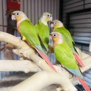 Aviary DNA'd Pairs Greencheek Conures