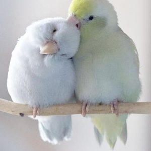 Hand Reared Parrotlets
