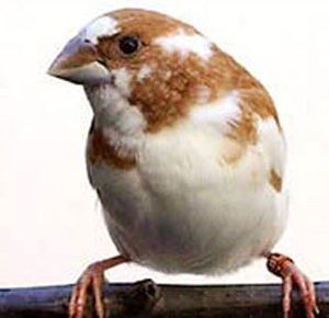 Aviary Pairs Bengalese Finch