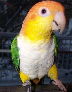 Hand Reared Yellow Thighed Caique