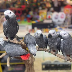 Hand Reared Congo African Grey