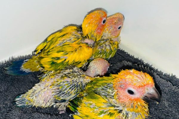 att.PDNWLReHvPJQQXqzSmWguvn4wZkvito9lGO_Um2P_1w